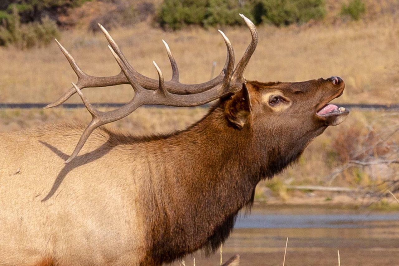 Appartamento Quiet In The Pines - Permit #3120 Estes Park Esterno foto